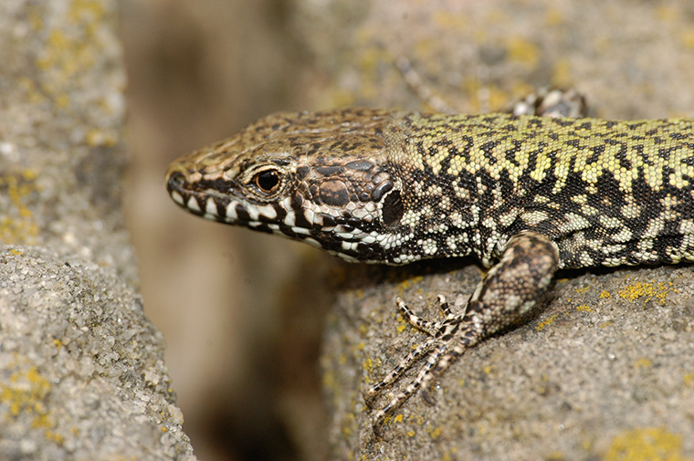 Mauereidechse (Podarcis muralis)