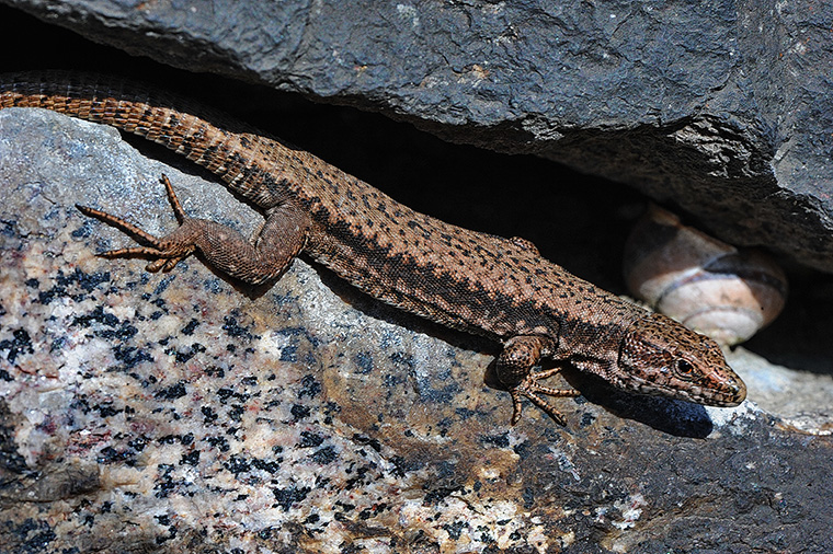 Mauereidechse (Podarcis muralis), Männchen