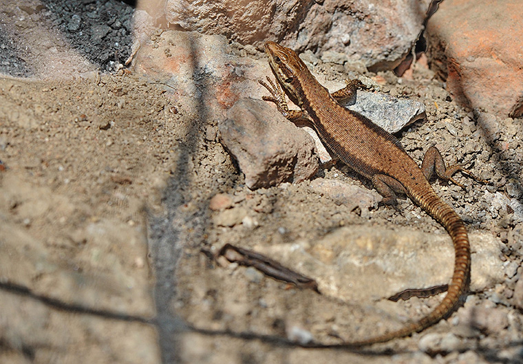 Mauereidechse (Podarcis muralis), Weibchen