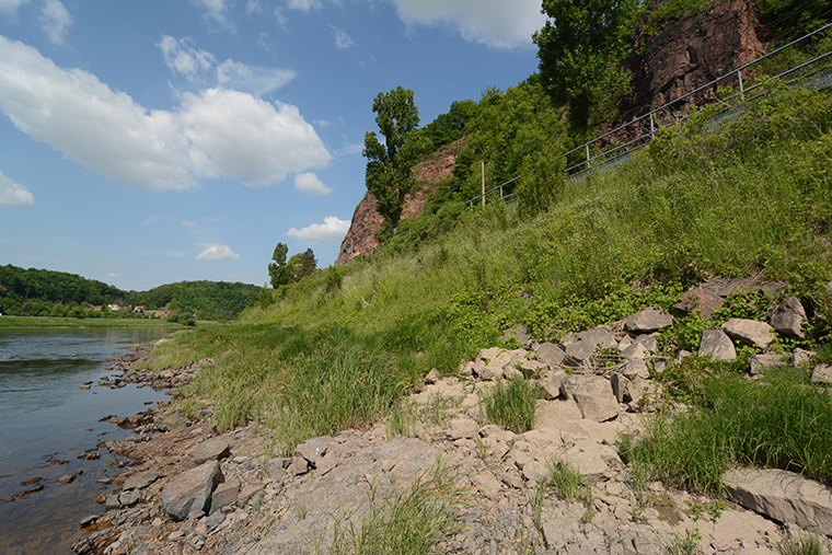 Biotop Würfelnatter Elbe