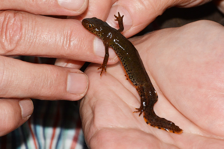 weibl. Bergmolch (Ichthyosaura alpestris)