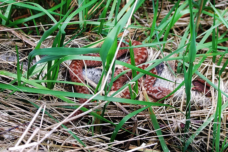 Kreuzotter (Vipera berus), Foto: Michael Schuricht