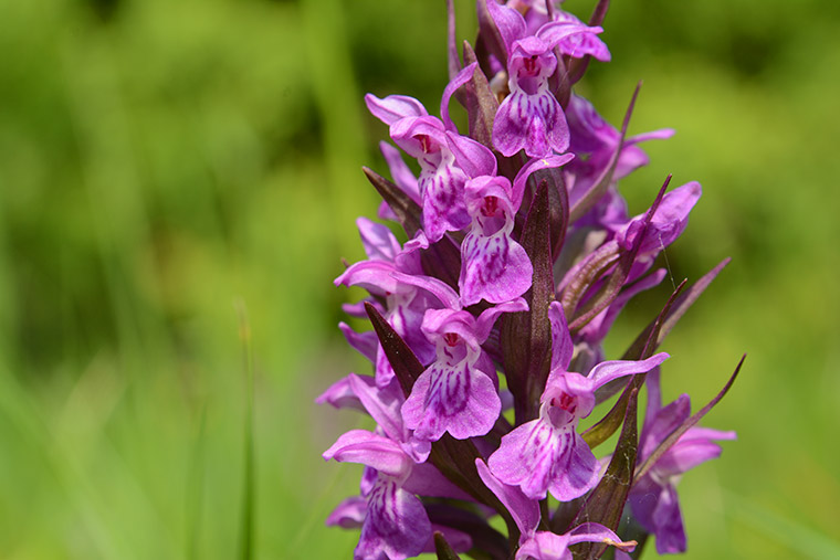 Breitblättriges Knabenkraut (Dactylorhiza majalis)