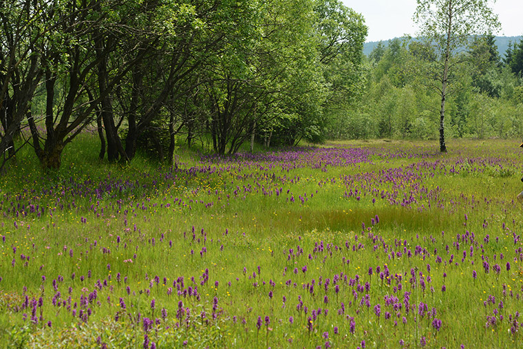 Wiese mit Breitblättrigem Knabenkraut (Dactylorhiza majalis)