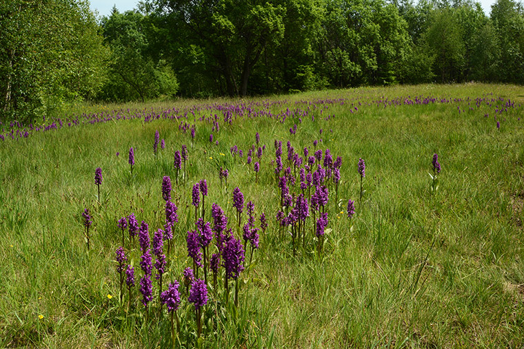 Wiese mit Breitblättrigem Knabenkraut (Dactylorhiza majalis)