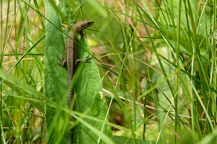 Waldeidechse (Zootoca vivipara)