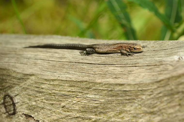 Waldeidechse (Zootoca vivipara)