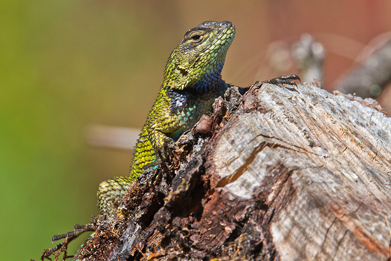 Malachit-Stachelleguan Portrait im Freiland