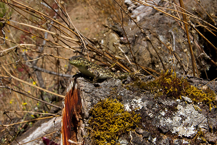 Malachit-Stachelleguan im Biotop