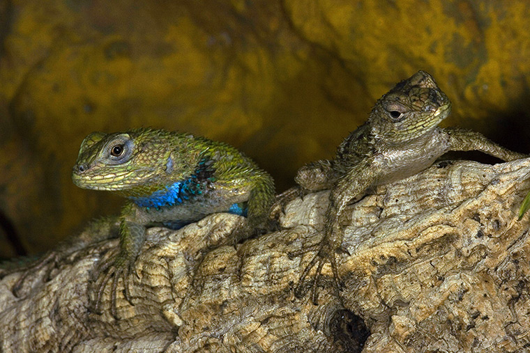 Malachit-Stachelleguan, Paar im Terrarium