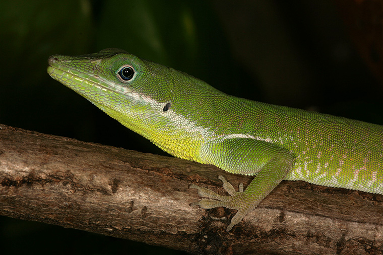 Weißlippen-Anolis Anolis coelestinus