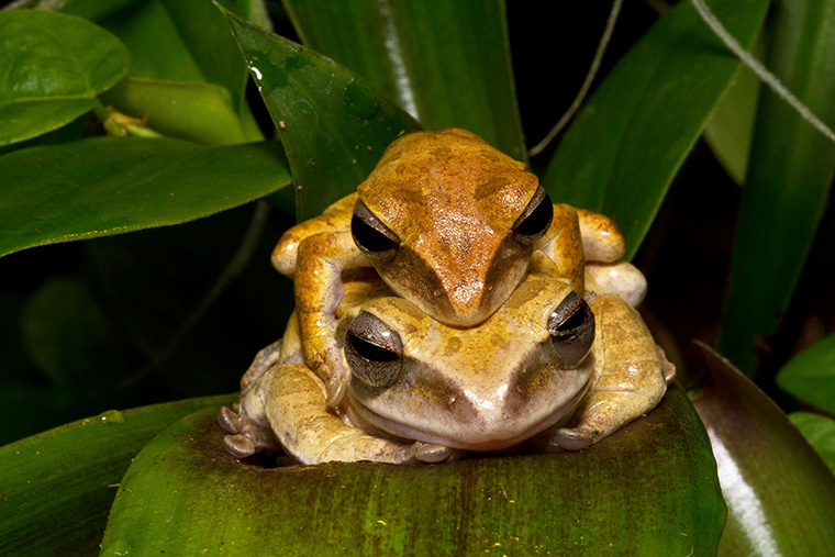 Weissbartruderfrösche (Polypedates leucomystax)