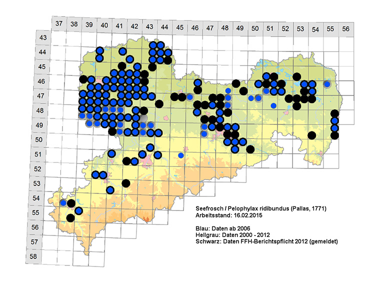 Amphibienkartierung Sachsen Seefrosch