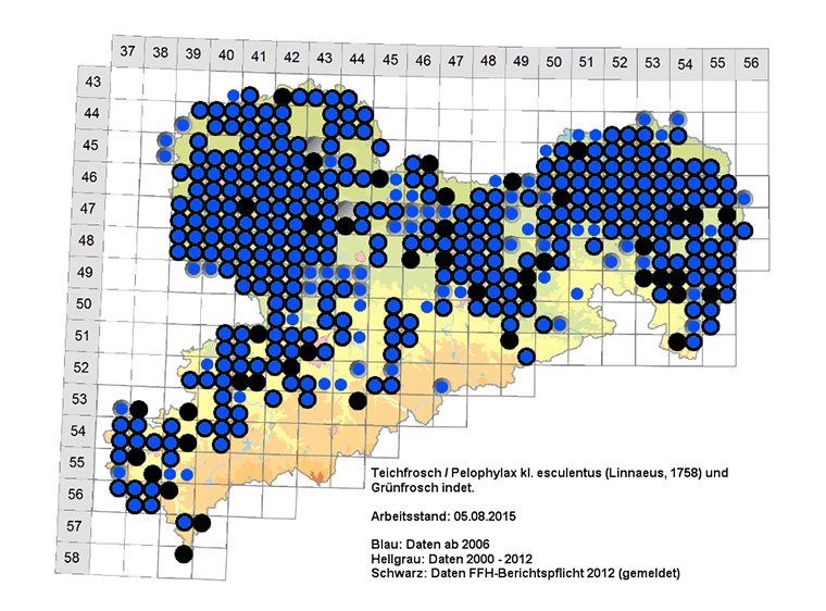 Amphibienkartierung Sachsen Teichfrosch