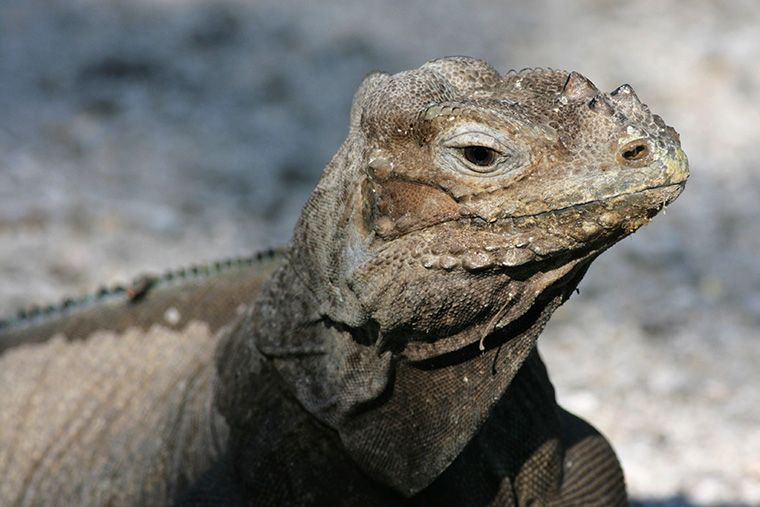 Leguan