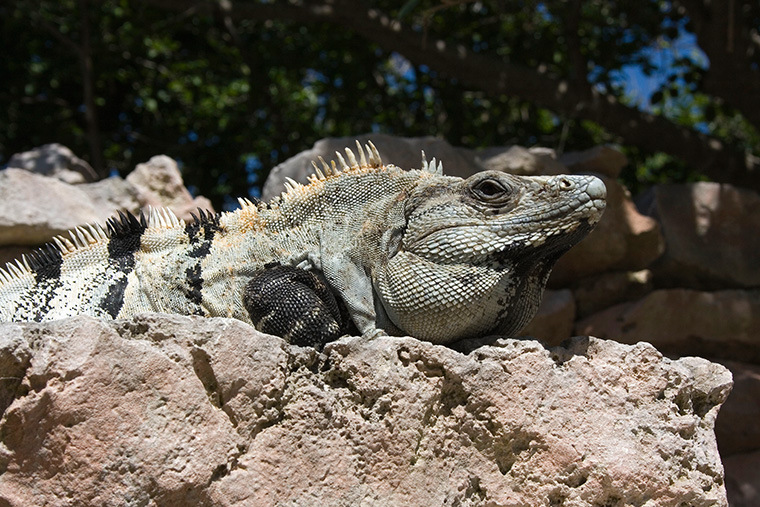 Leguan