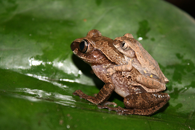 Baumfrosch, Paarung Leptopelis ocellatus