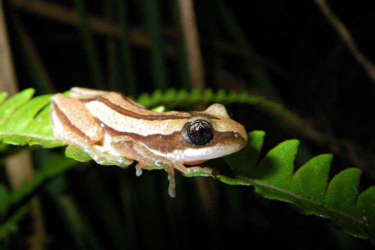 Baumfrosch Afrixalus wittei