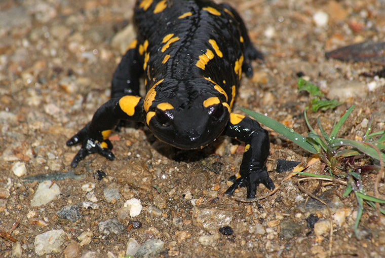 Pirin-Feuersalamander (Salamandra salamandra beschkovi)