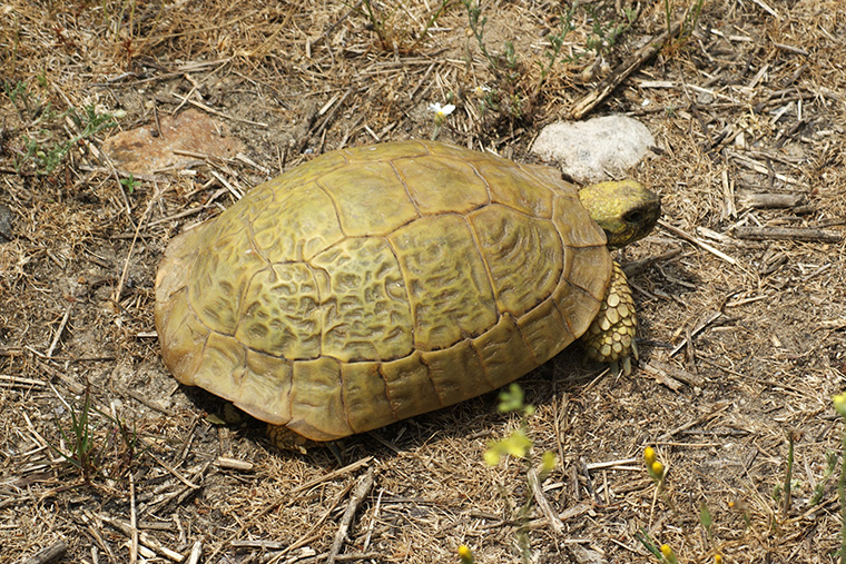 Griechische Landschildkröte (Testudo hermanni)