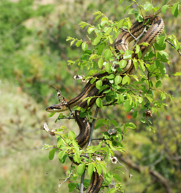 Vierstreifennatter (Elaphe quatuorlineata quatuorlineata)