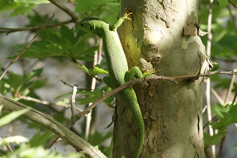 Östliche Smaragdeidechse (Lacerta viridis)