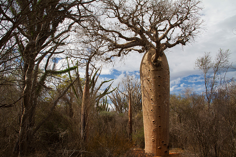 Trockenwald mit Baobab