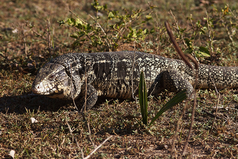 Schwarzweißer Teju (Salvator merianae)