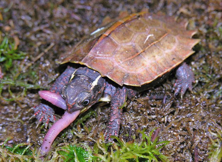 Zacken-Erdschildkröte (Geoemyda spengleri)