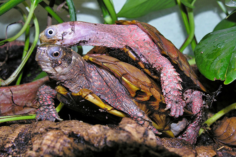 Zacken-Erdschildkröte (Geoemyda spengleri)