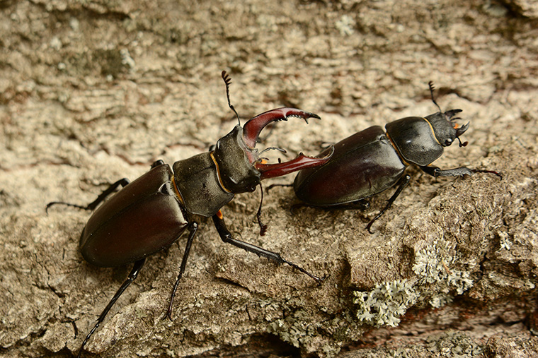 Hirschkäfer, Paar