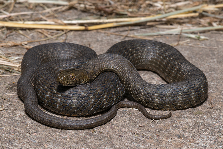 Würfelnatter, Natrix tessellata