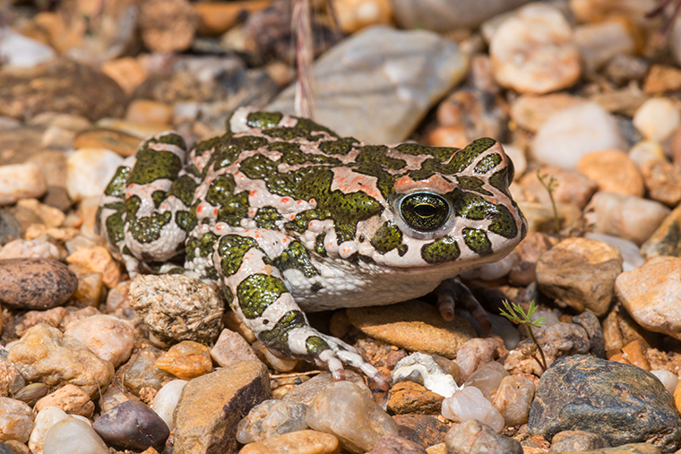 Wechselkröte, Bufotes viridis