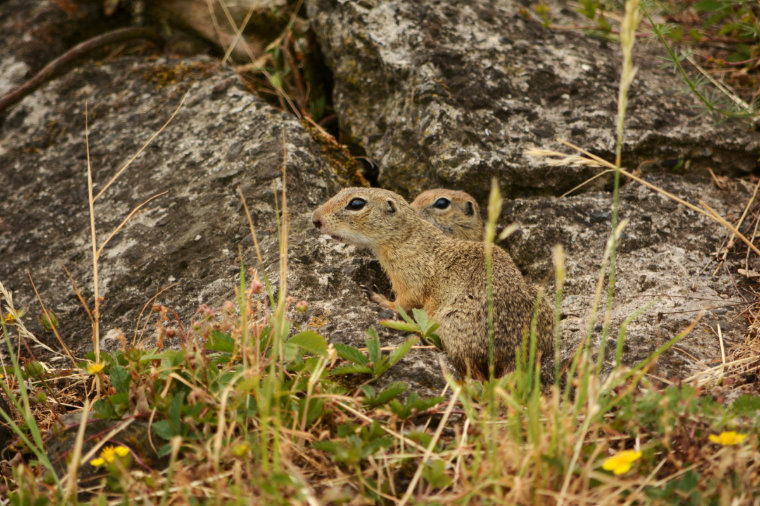 Europäische Ziesel (Spermophilus citellus)