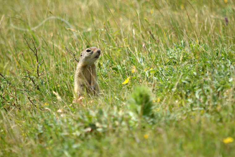 Europäische Ziesel (Spermophilus citellus)