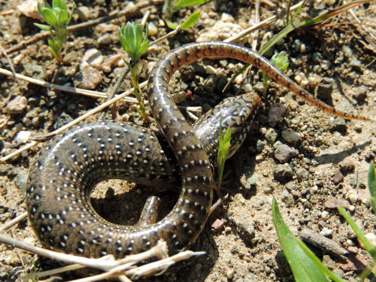 Gefleckten Walzenskink (Chalcides ocellatus)