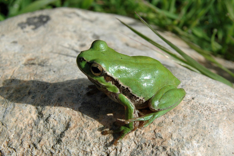 Mittelöstliche oder Kleinasiatische Laubfrosch (Hyla savignyi)