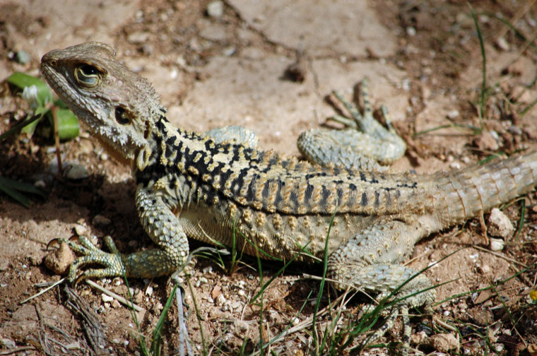 Hardun (Stellagama stellio)