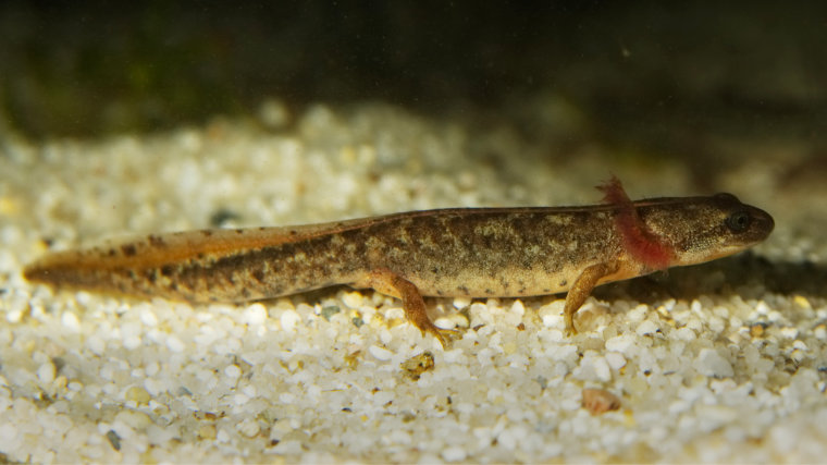 Sardischer Gebirgsmolch, Hechtkopfmolch, Euproctus platycephalus, Larve