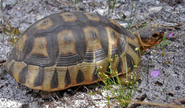 24. Dresdner Herbsttreffen der Schildkröten – Freunde