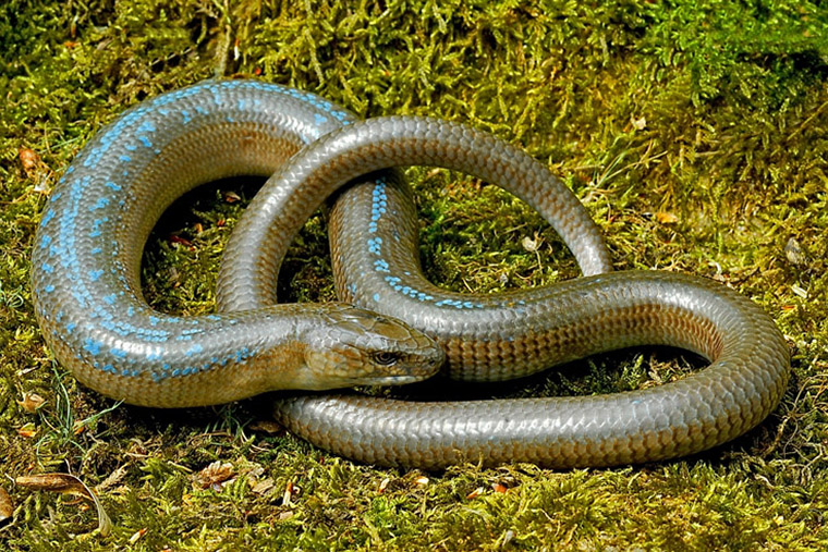 Ein Feldherpetologischer Osterspaziergang nach Südwest-Rumänien