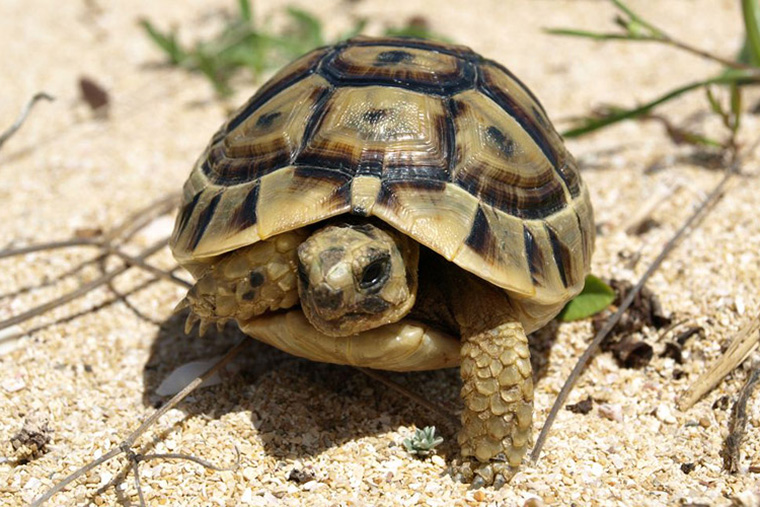 Zur Herpetofauna Sardiniens