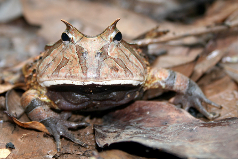 „Beobachtungen an Amphibien und Reptilien in den Wäldern Guyanas“