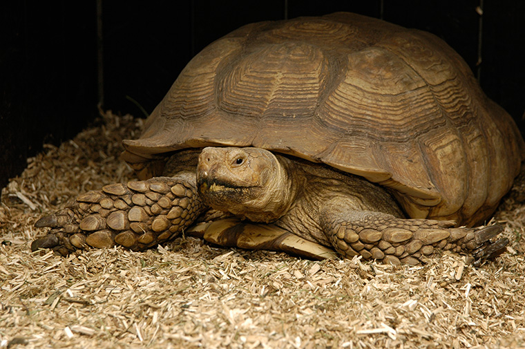 „27. Dresdner Herbsttreffen der Schildkröten – Freunde“