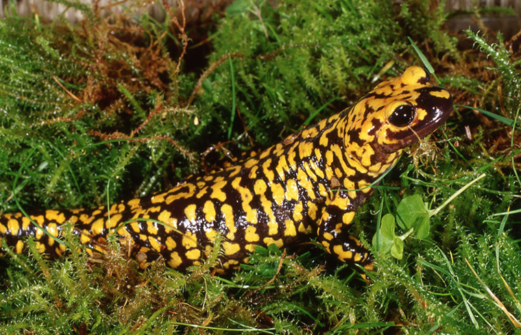 Beobachtungen im Lebensraum irakischer Bergbachmolche und Feuersalamander