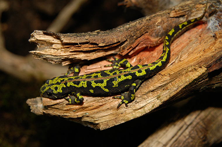 Marmormolch (Triturus marmoratus)