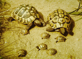 Griechische Landschildkröte (Testudo hermanni)