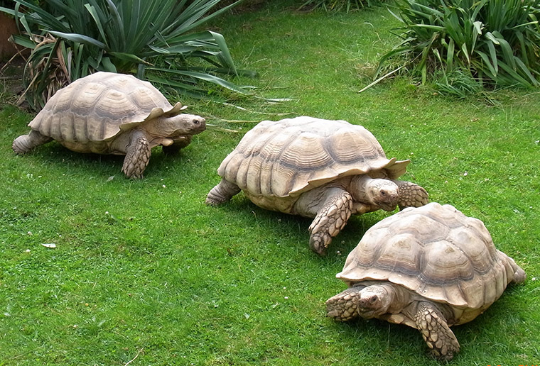 Spornschildkröte (Centrochelys sulcata)