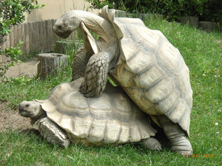 Spornschildkröte (Centrochelys sulcata), Paarung