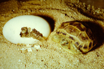 Vierzehenschildkröte (Testudo horsfieldii), Schlupf, Jungtier